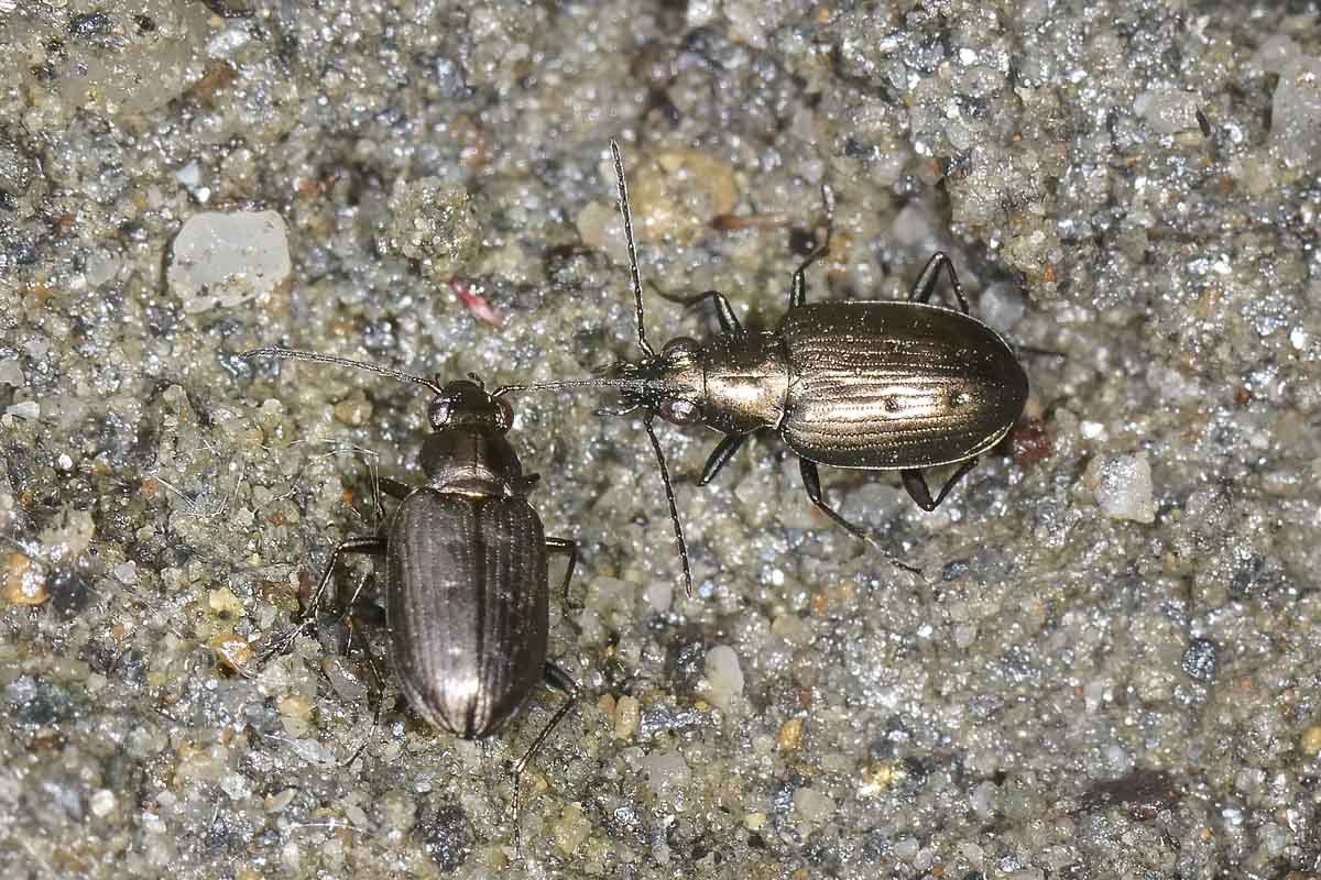 Bembidion (Odontium) foraminosum - Carabidae